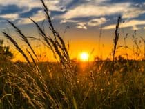 Les nouvelles tendances dans l’agriculture